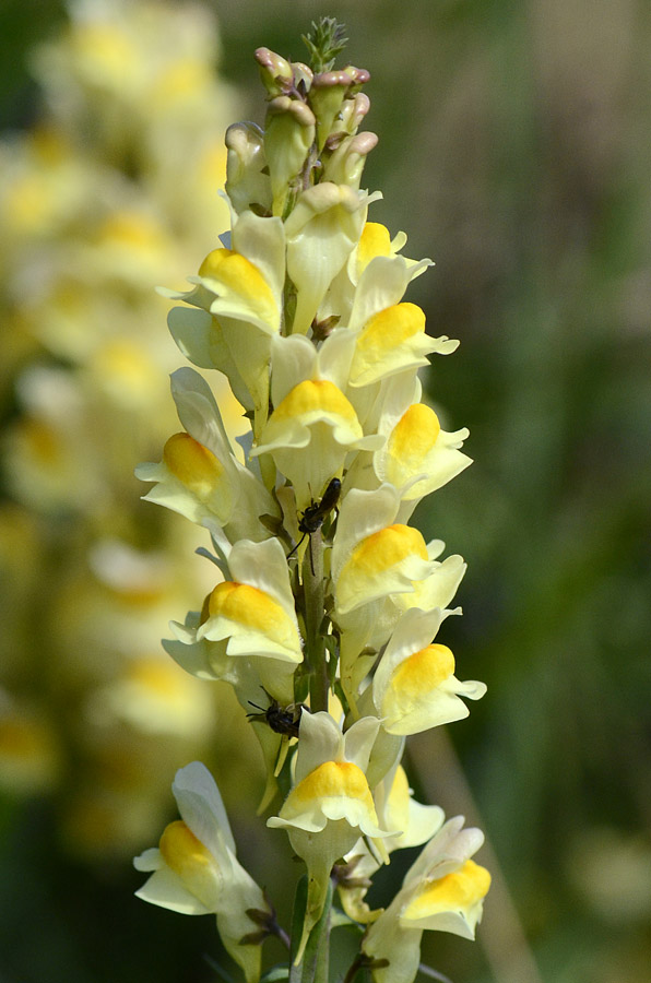 Linaria vulgaris